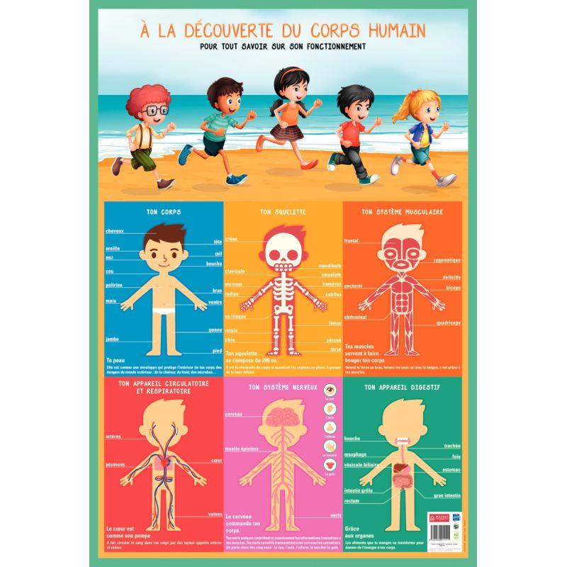 Image de  Poster en PVC 76x52 cm le corps humain 