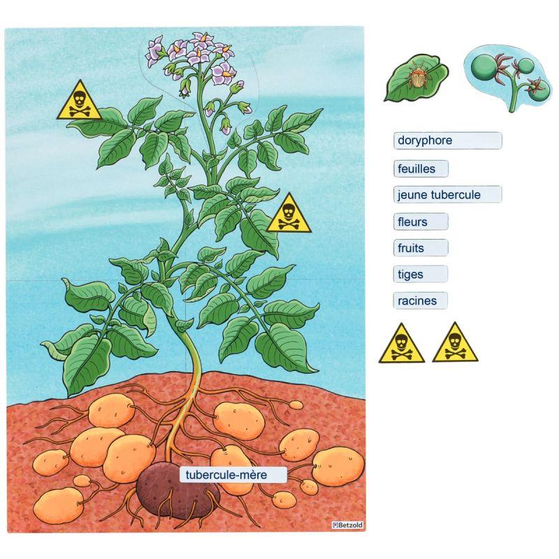 Image de  Plant de pomme de terre - magnétique 