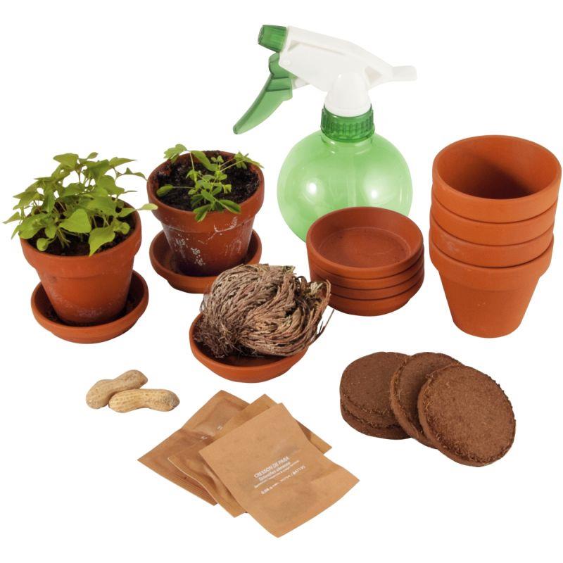 Image de  Set de 5 plantes extraordinaires 