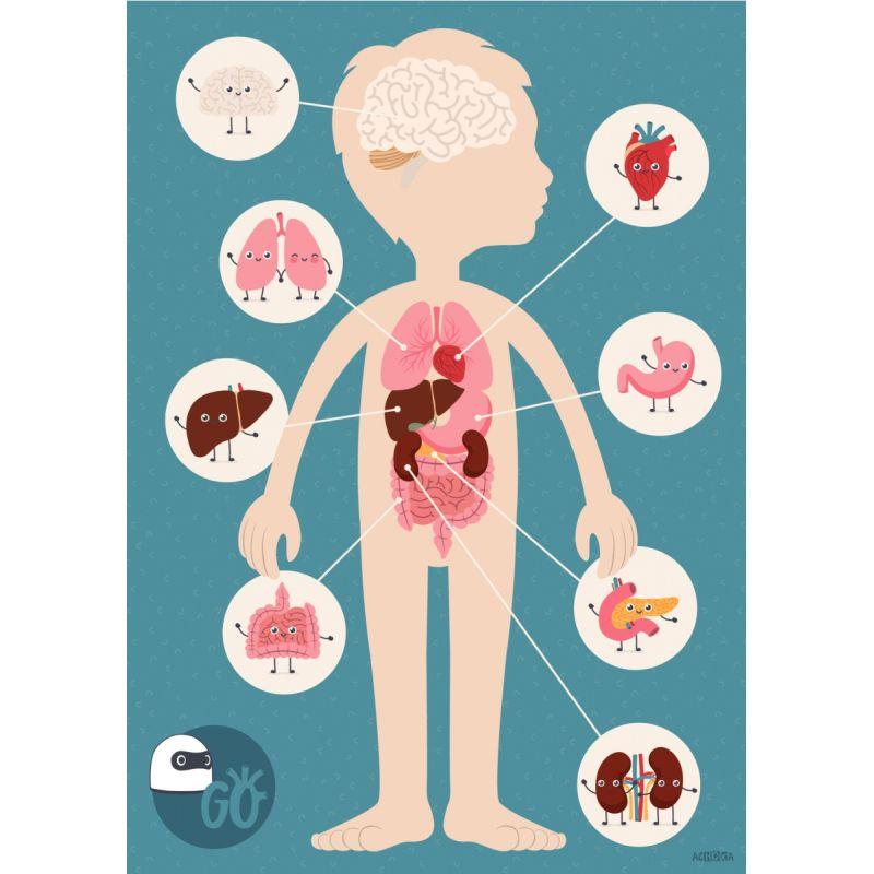 Image de  Planche les organes 