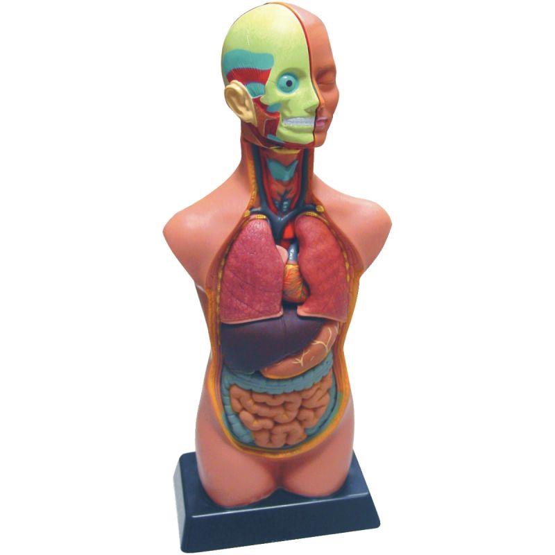 Image de  Set d''anatomie 11 pièces 50cm 