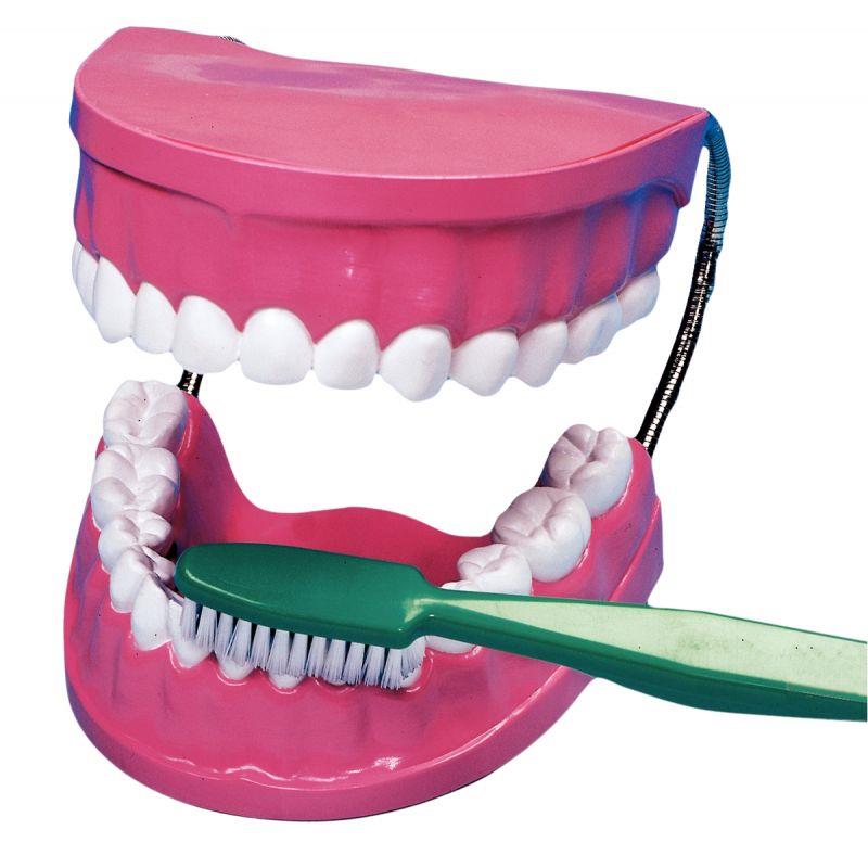 Image de  La bouche - les dents avec brosse à dents 