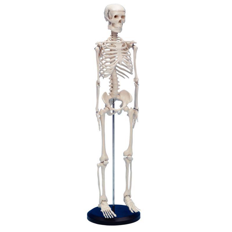 Image de  Squelette humain 80cm 