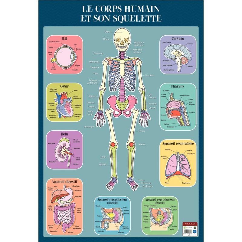 Image de  Poster en PVC 76x52cm le squelette 
