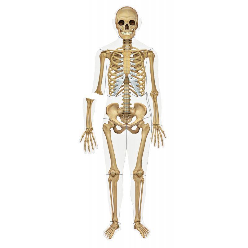 Image de  Set magnétique les organes et le squelette 