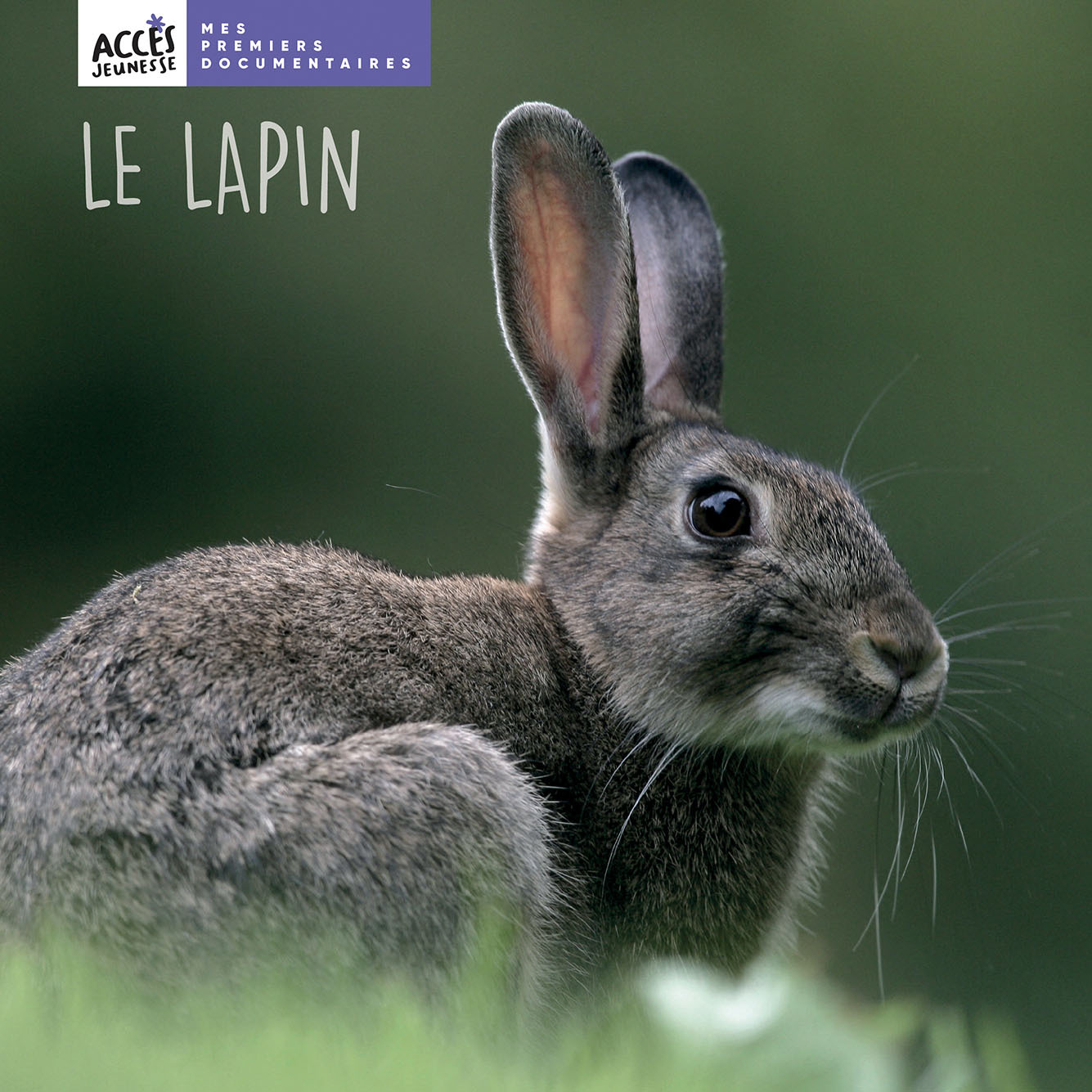 Image de  Le lapin 