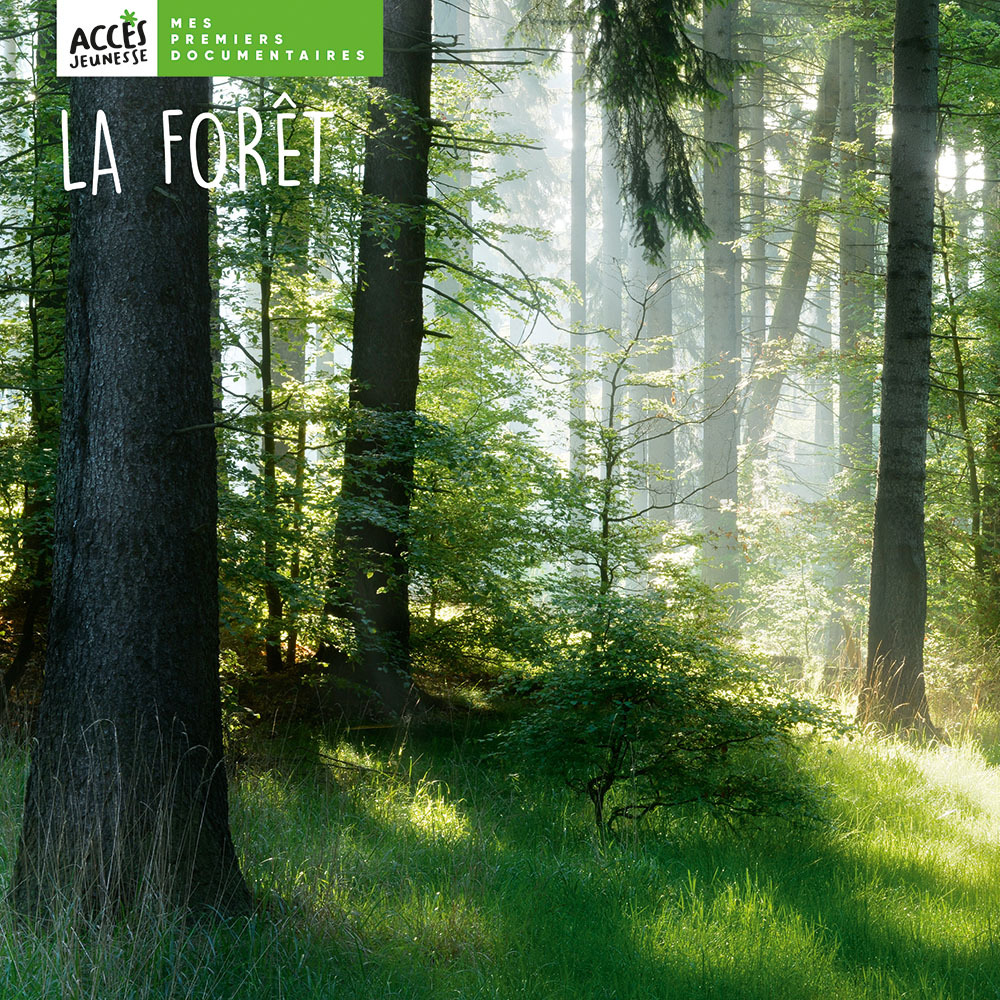 Image de  La forêt 