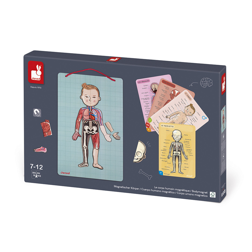 Image de  Body Magnet L'Anatomie - 12 langues 