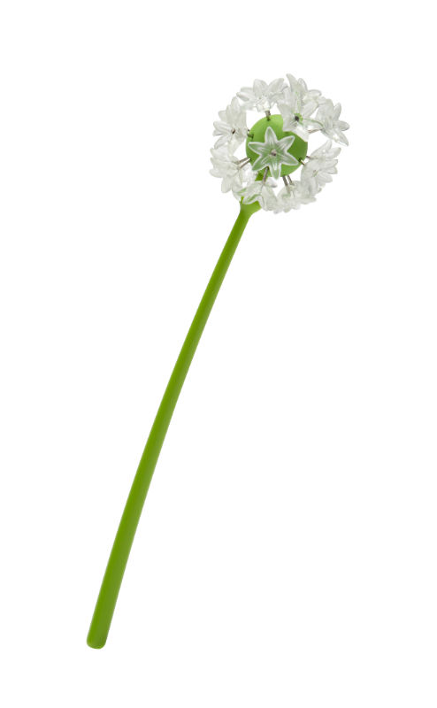 Image de  Punaise fleur de pissenlit wishpins 