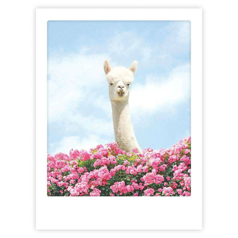 Image de  Affiche 40x30 bonjour lama 