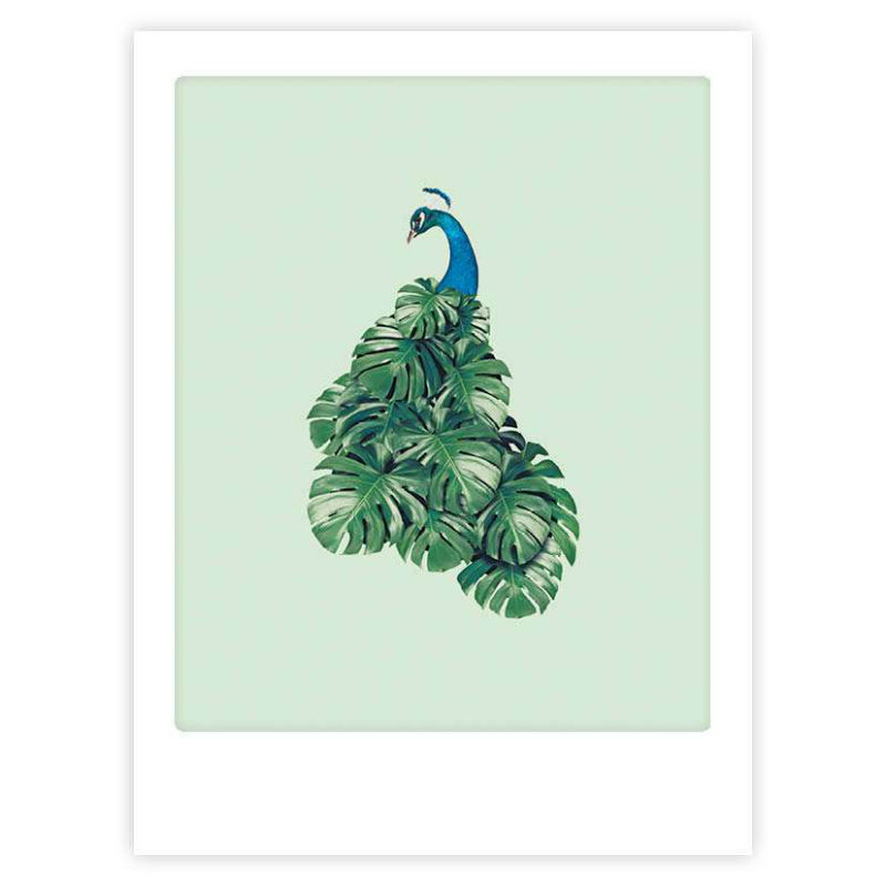 Image de  Affiche 40x30 paon 