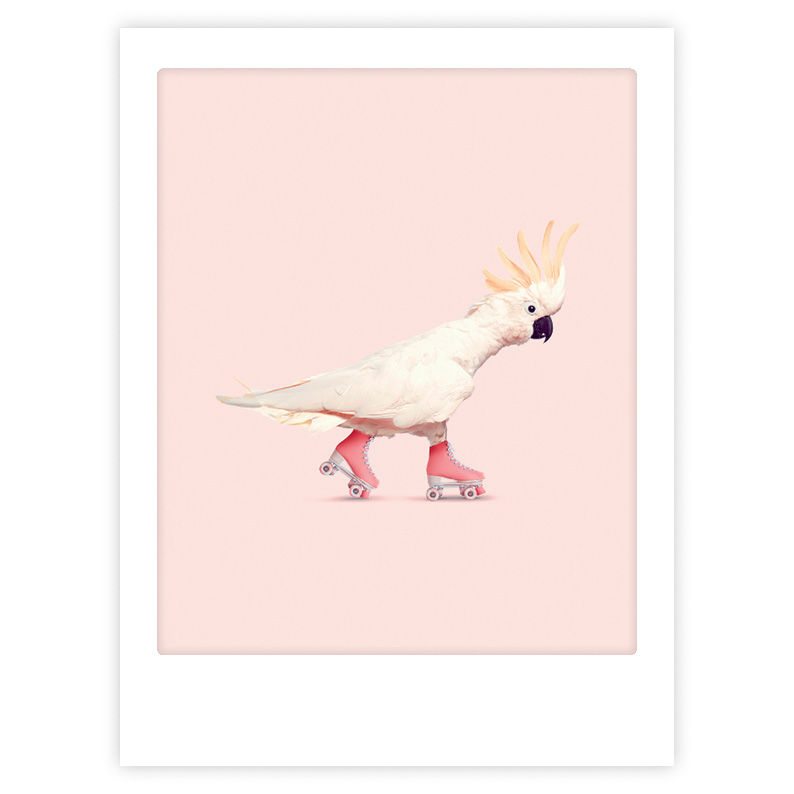 Image de  Affiche 40x30 rock´n´roll birdy 