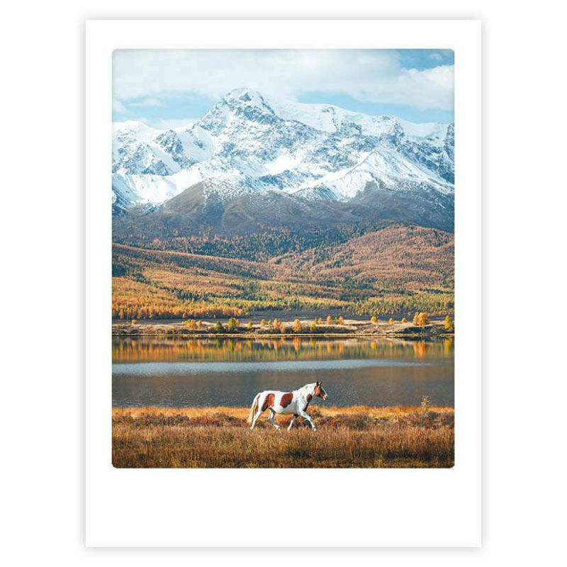 Image de  Affiche 40x30 le cheval sauvage 