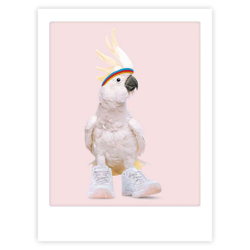Image de  Affiche 40x30 coolest bird alive 