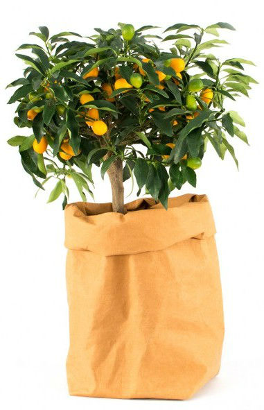 Image de  Paper bag xxlarge camel 